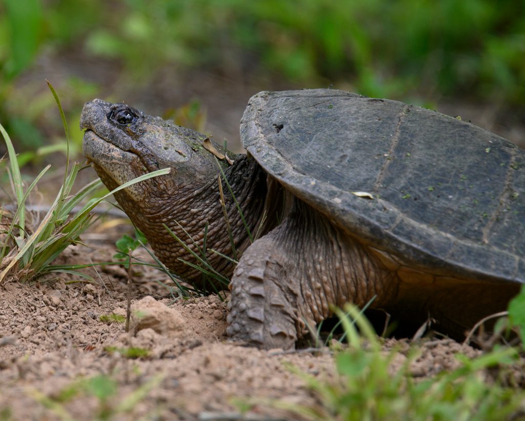 Common Snapping Turtle reference