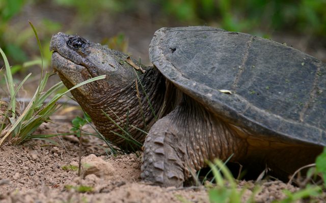 Common Snapping Turtle reference