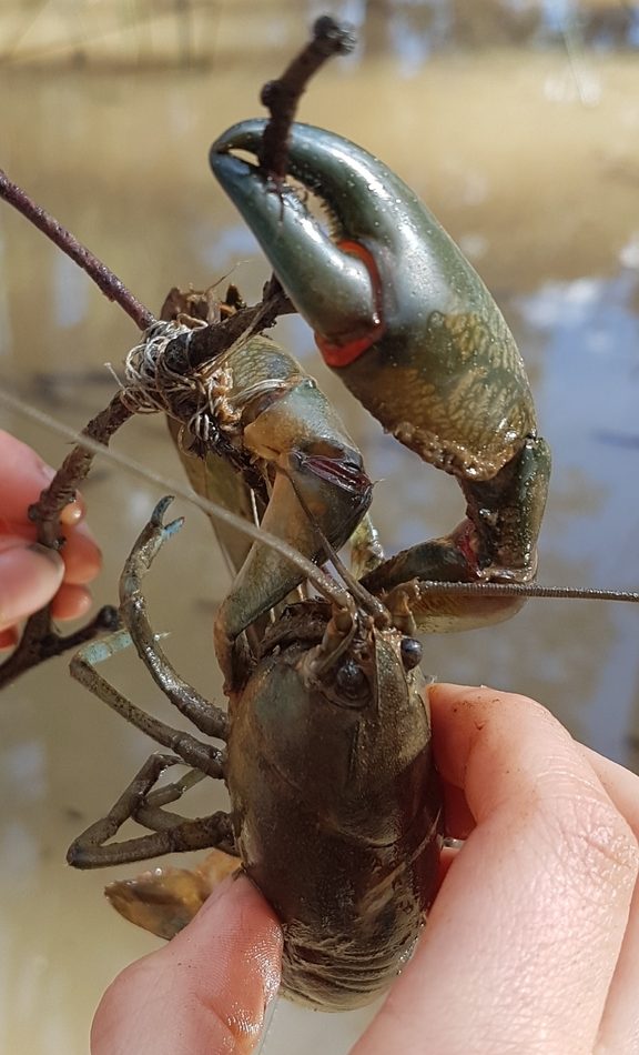 Australian Yabby reference