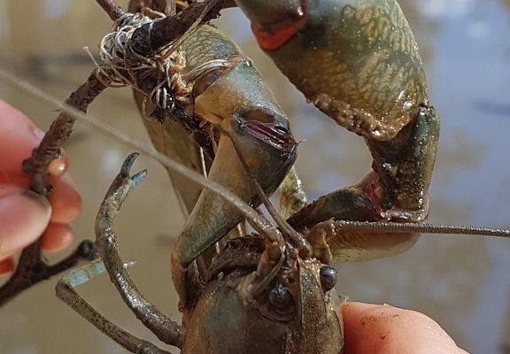 Common Yabby reference