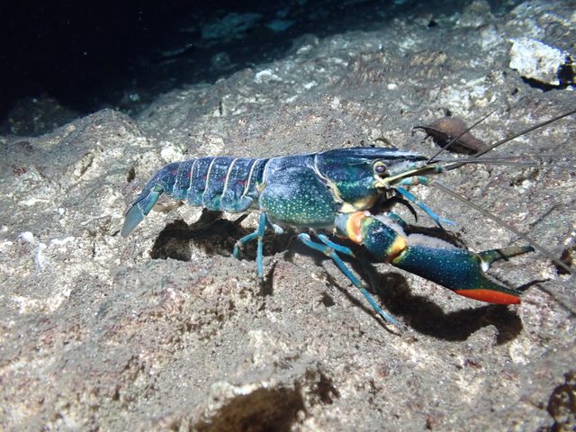 Redclaw Crayfish reference