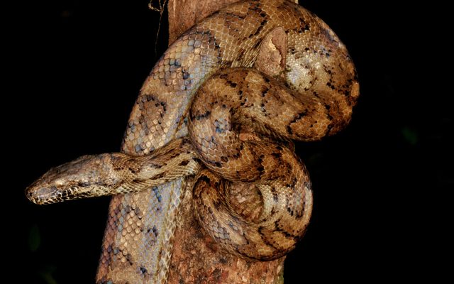 Puerto Rican Boa reference
