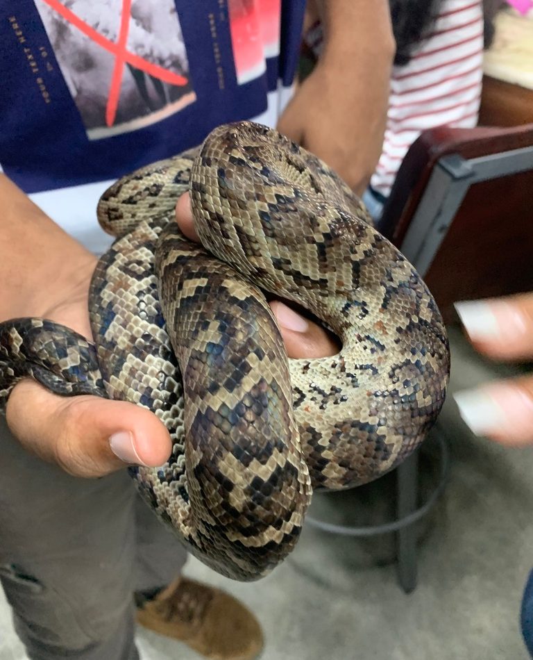 Hispaniolan Boa reference