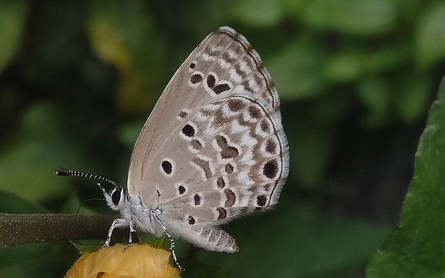 Plains Cupid reference