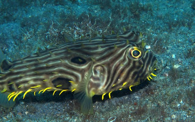Striped Burrfish reference