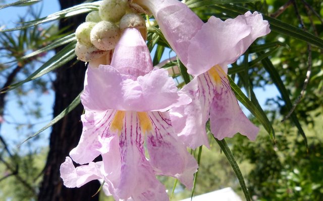 Desert Willow reference