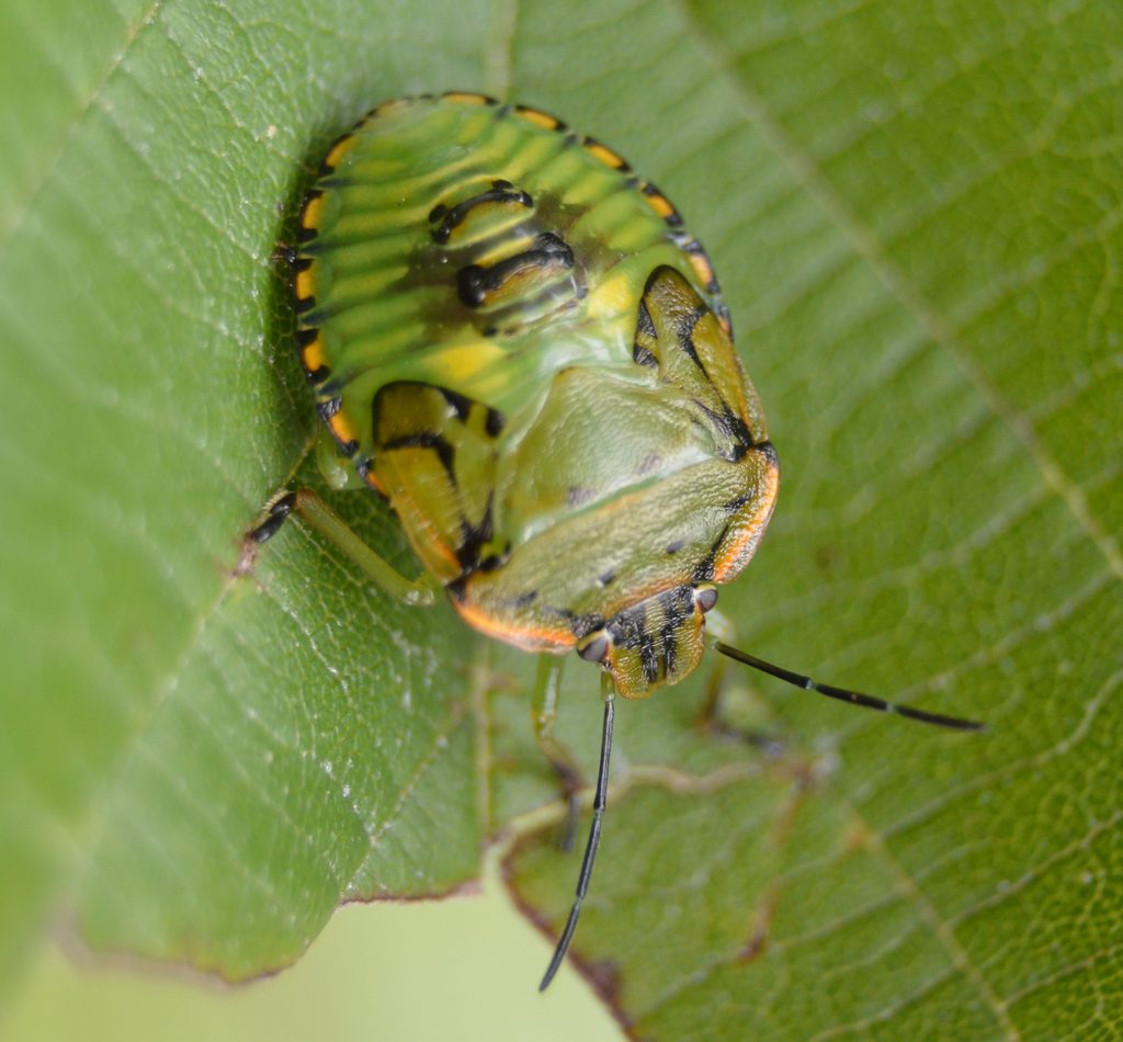 Green Stink Bug reference