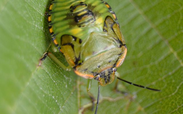 Green Stink Bug reference