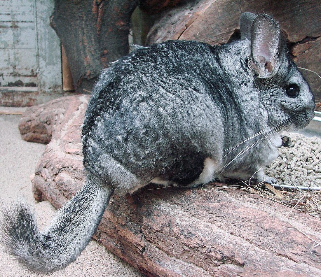 Long-tailed Chinchilla reference