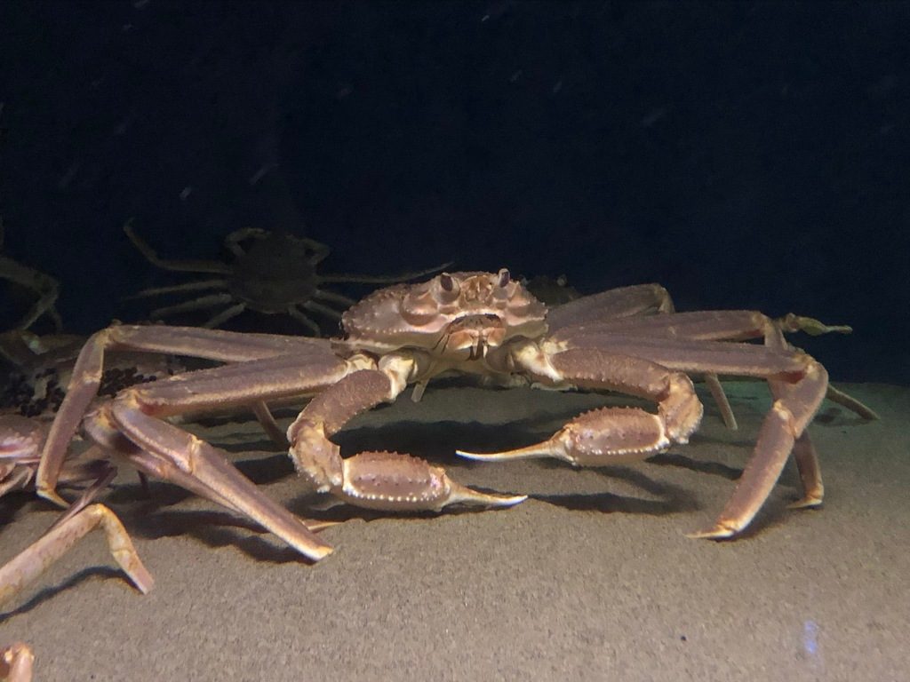 Snow Crab reference