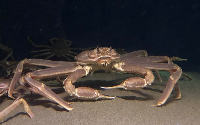 Snow Crab reference