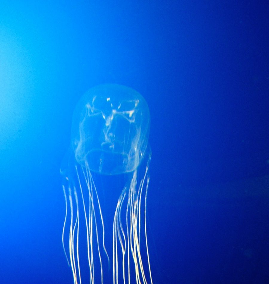 Box Jellyfish reference
