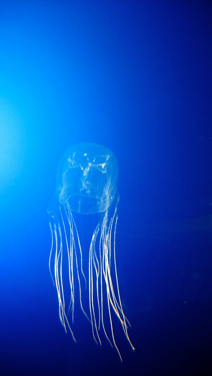 Box Jellyfish