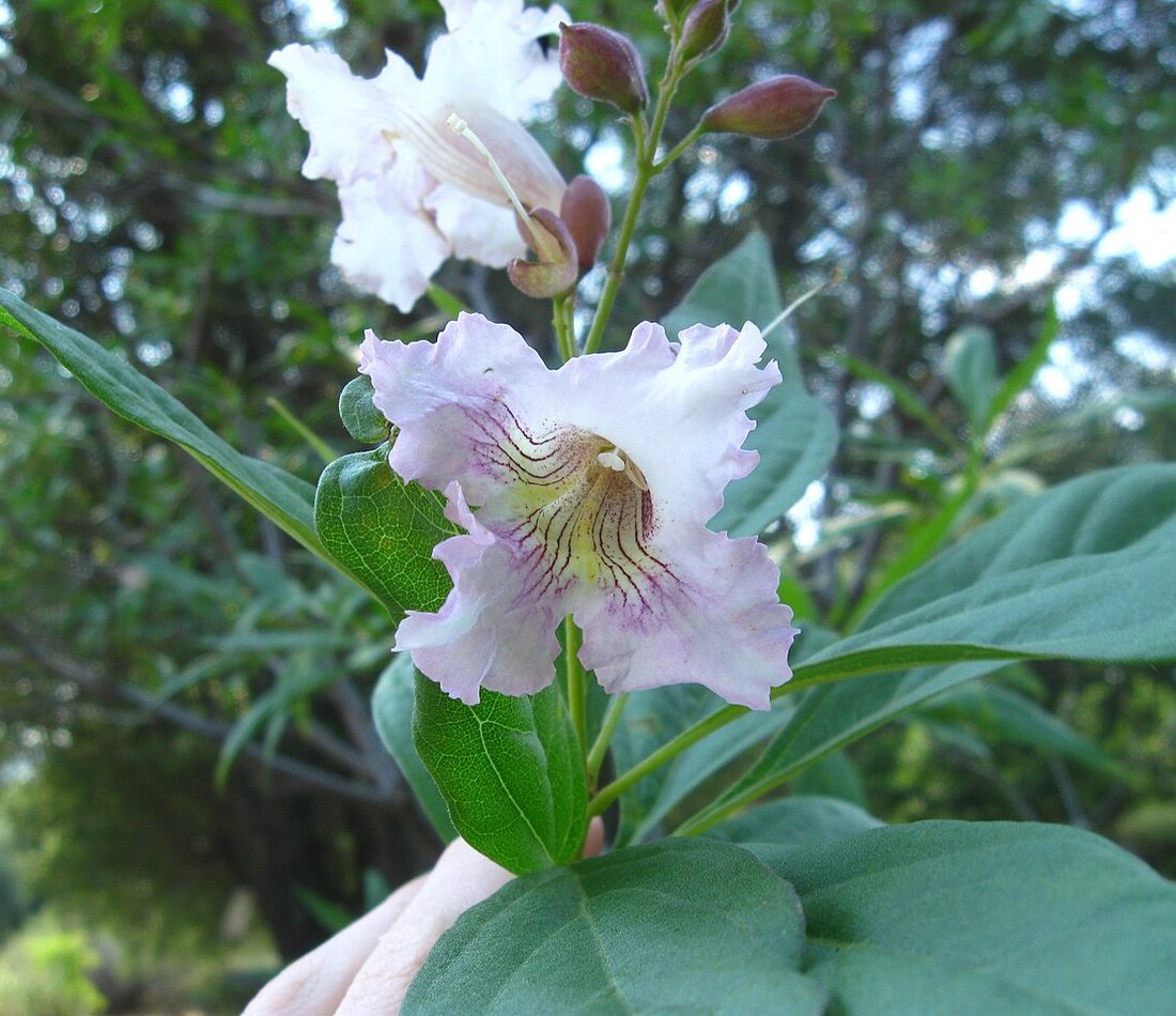 Chitalpa tashkentensis reference