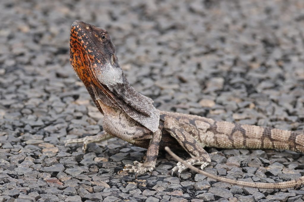 Northern Frilled-neck Lizard reference