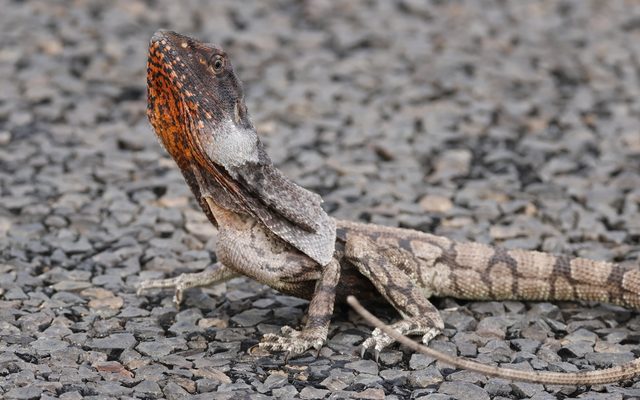 Frilled Dragon reference