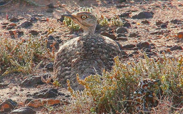 Houbara Bustard reference