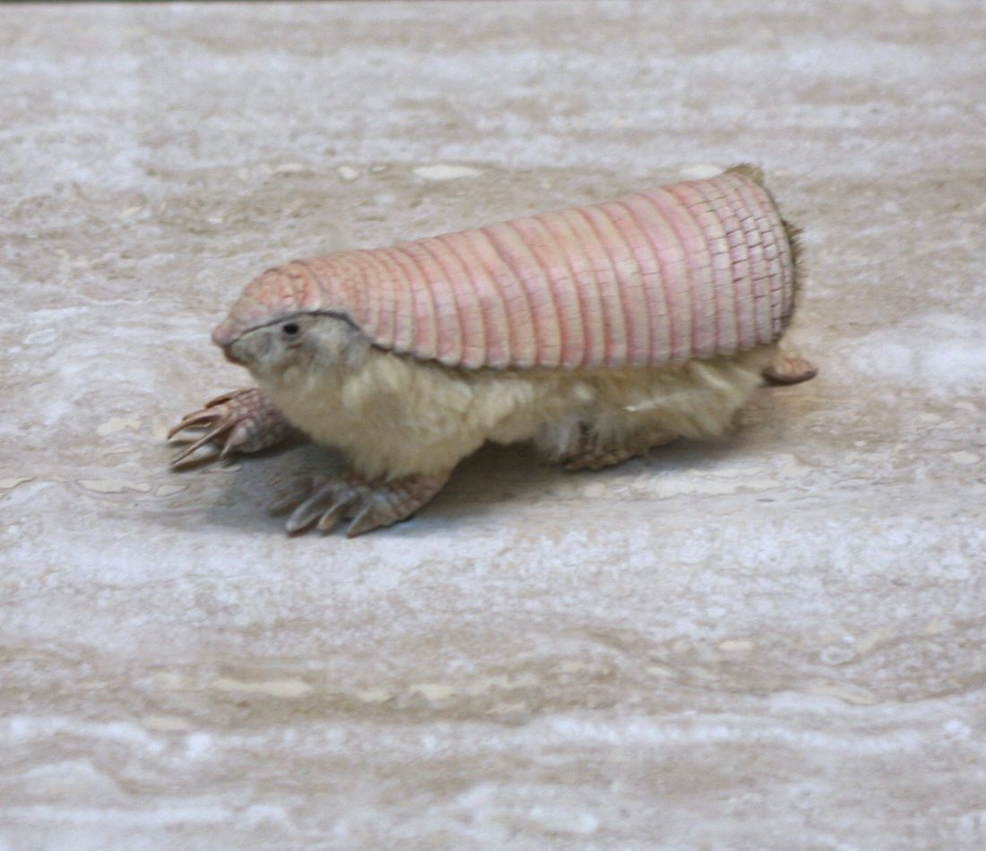 Pink Fairy Armadillo reference