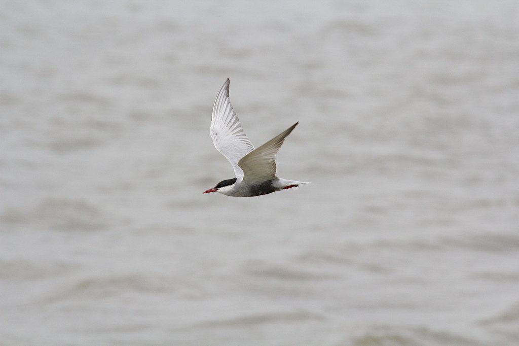 Whiskered Tern reference