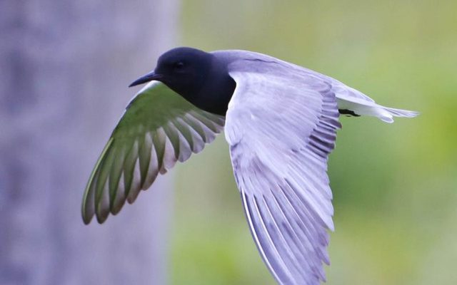 Black Tern reference