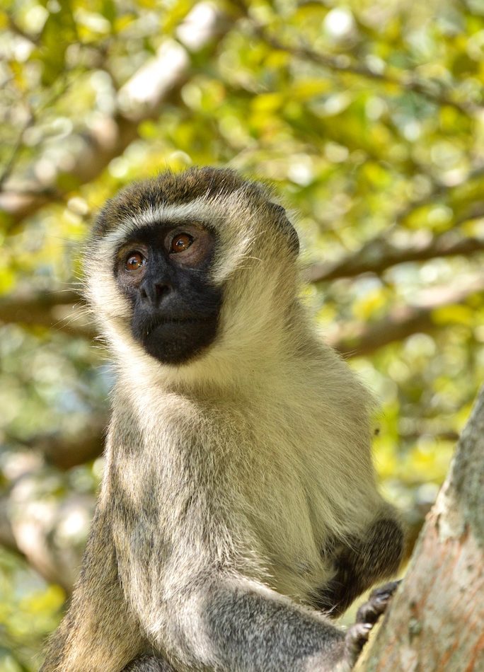 Vervet Monkey reference