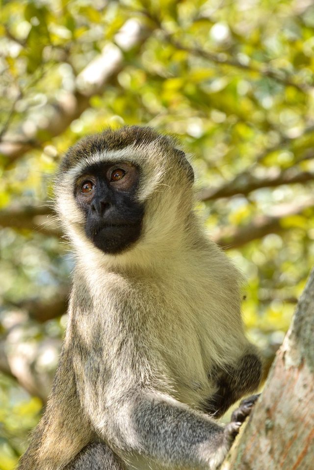 Vervet Monkey reference