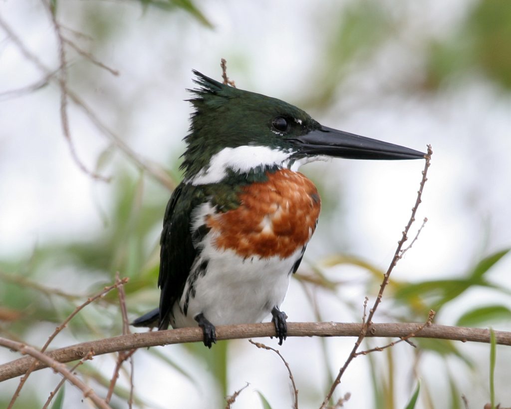 Amazon Kingfisher reference