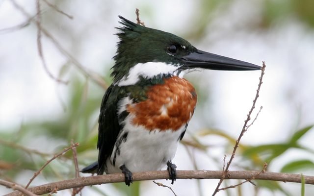 Amazon Kingfisher reference