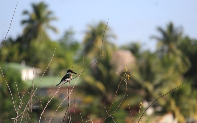 Green Kingfisher reference