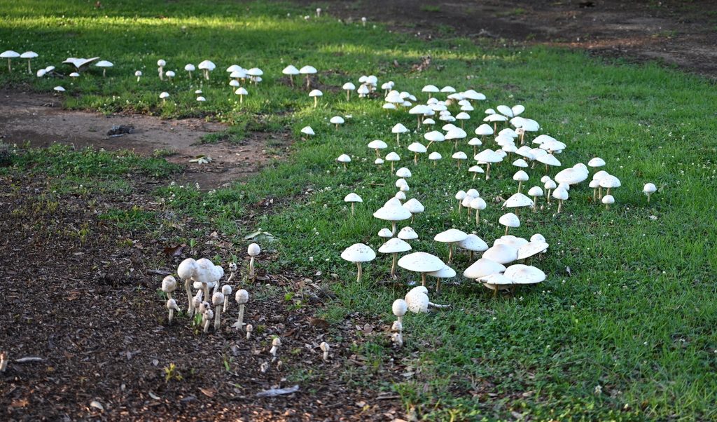 Chlorophyllum molybdites reference