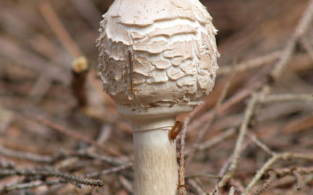 Shaggy Parasol reference