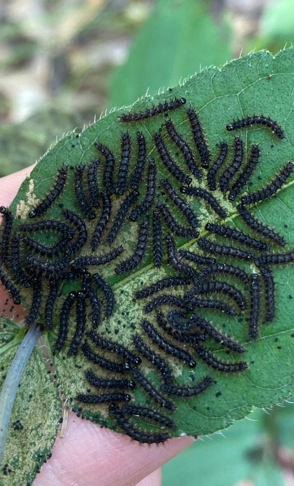 Silvery Checkerspot reference