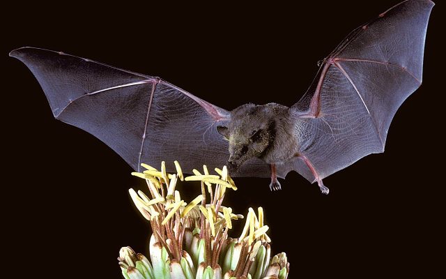 Mexican Long-tongued Bat reference