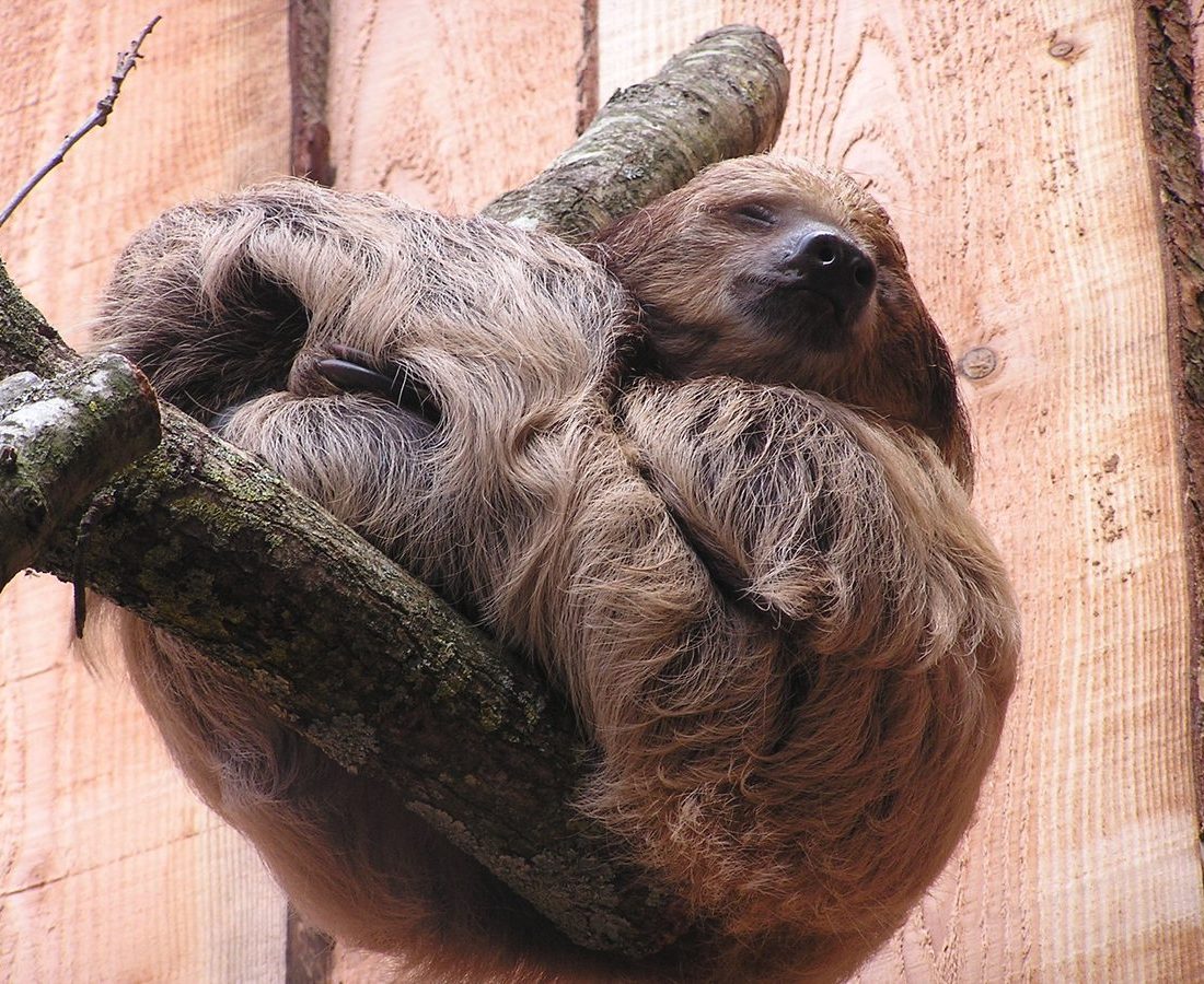 Linnaeus's Two-toed Sloth reference