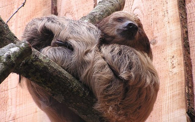 Linné's Two-toed Sloth reference
