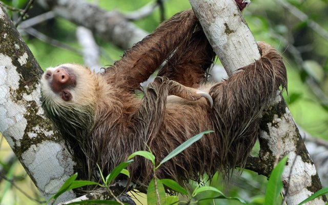 Hoffmann's Two-toed Sloth reference