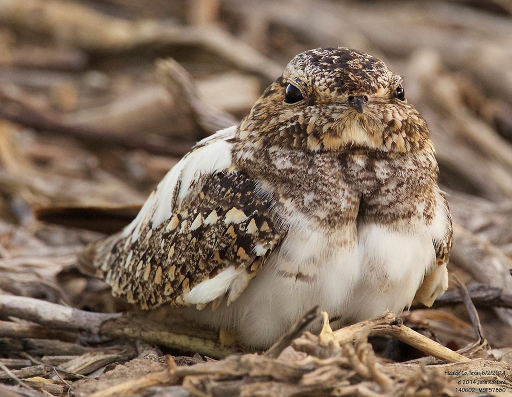 Lesser Nighthawk reference