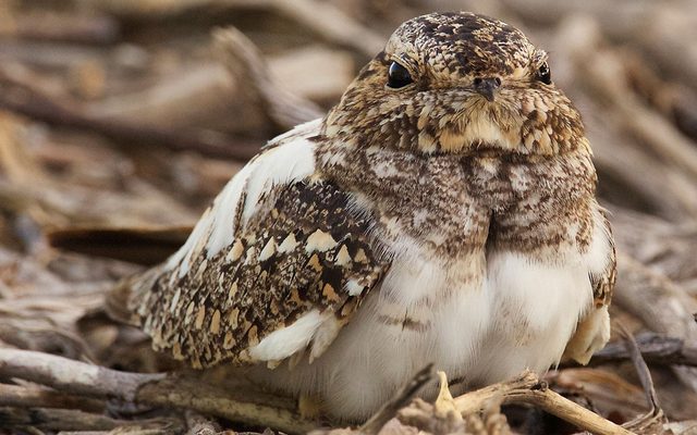 Lesser Nighthawk reference