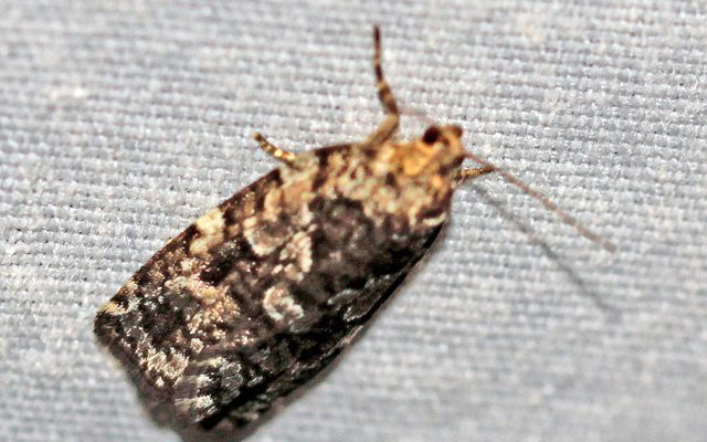 Spruce Budworm reference