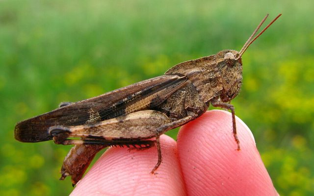 Green-striped Grasshopper reference