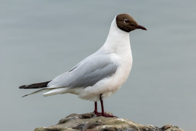 Black-headed Gull reference