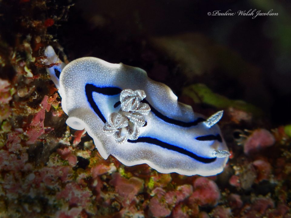 Willan's Chromodoris reference