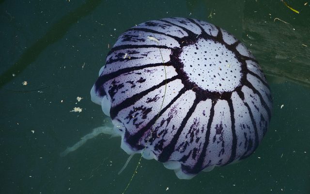 Purple-striped Jelly reference