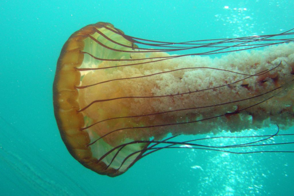 Pacific Sea Nettle reference