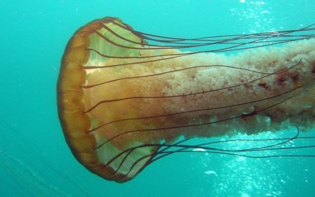 Pacific Sea Nettle reference