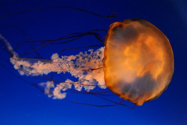 Atlantic Sea Nettle reference