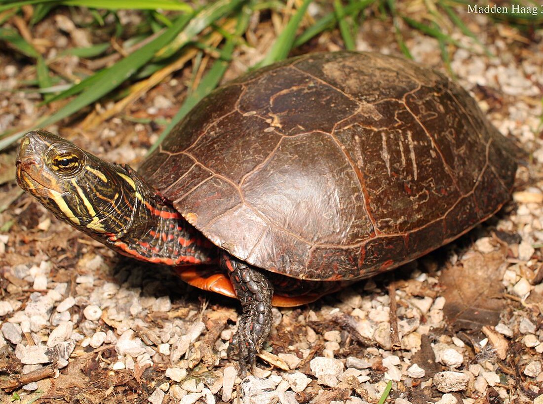 Midland Painted Turtle reference