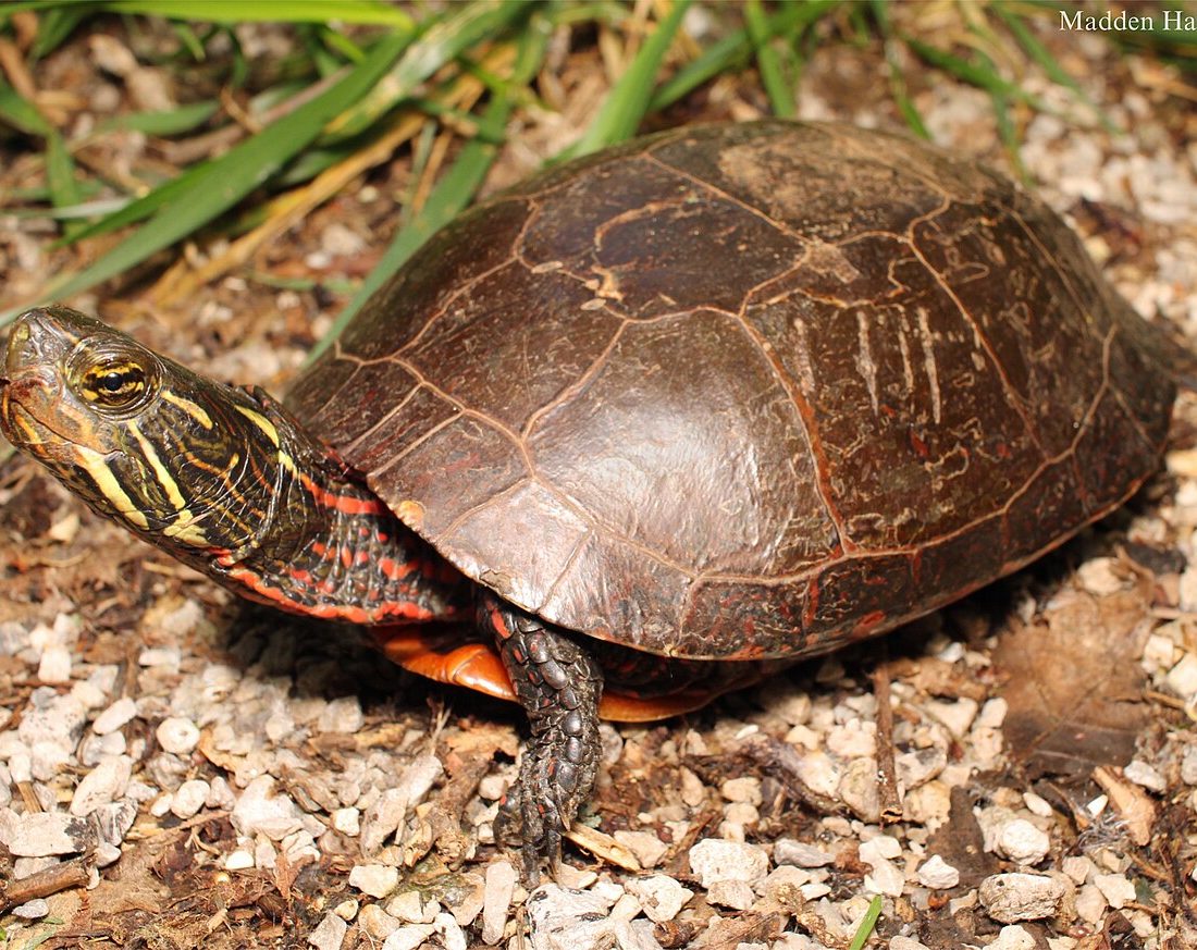Eastern Painted Turtle reference