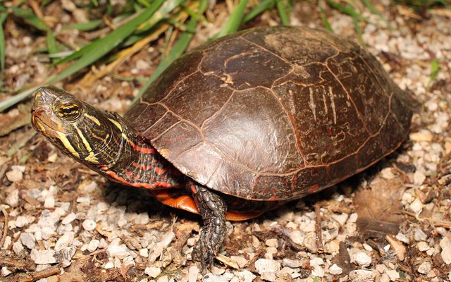Painted Turtle reference