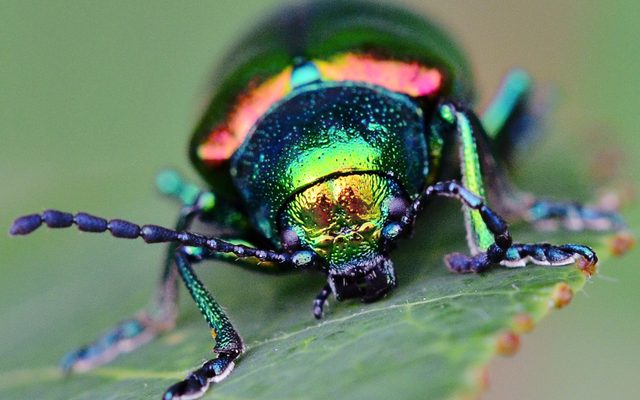 Dogbane Beetle reference